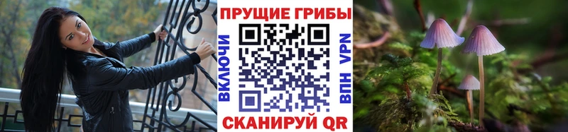 дарнет шоп  Боровск  Галлюциногенные грибы Psilocybe 